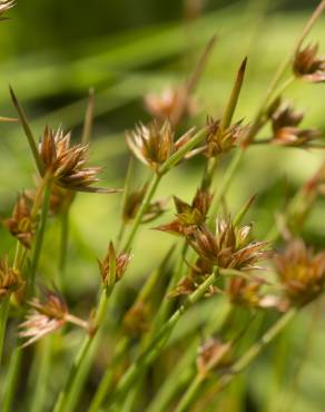 Fotografia 11 da espécie Juncus capitatus no Jardim Botânico UTAD