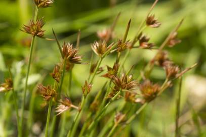 Fotografia da espécie Juncus capitatus