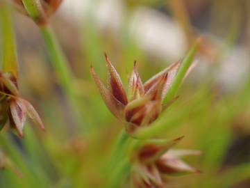 Fotografia da espécie Juncus capitatus