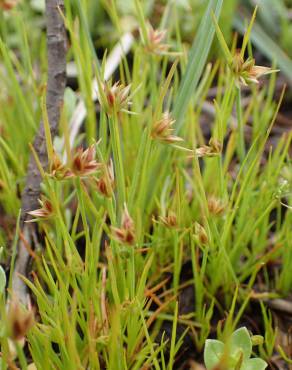 Fotografia 13 da espécie Juncus capitatus no Jardim Botânico UTAD