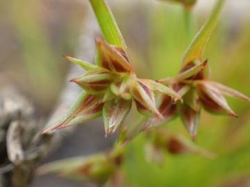 Fotografia da espécie Juncus capitatus