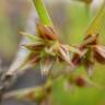 Fotografia 14 da espécie Juncus capitatus do Jardim Botânico UTAD