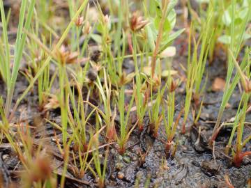 Fotografia da espécie Juncus capitatus