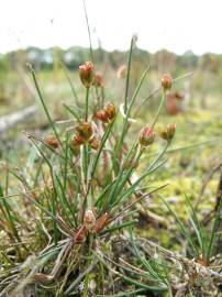 Fotografia da espécie Juncus bulbosus