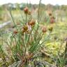 Fotografia 3 da espécie Juncus bulbosus do Jardim Botânico UTAD