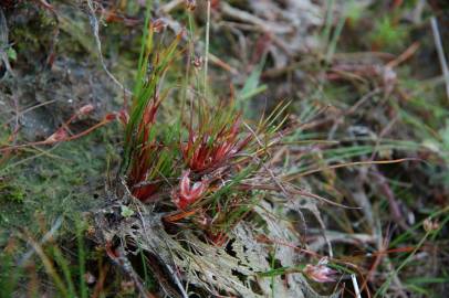 Fotografia da espécie Juncus bulbosus