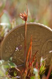 Fotografia da espécie Juncus bulbosus