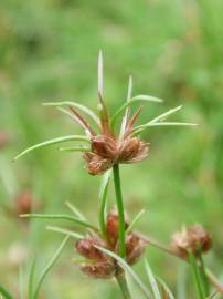 Fotografia da espécie Juncus bulbosus