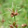 Fotografia 6 da espécie Juncus bulbosus do Jardim Botânico UTAD