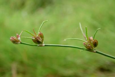 Fotografia da espécie Juncus bulbosus