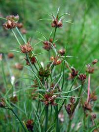 Fotografia da espécie Juncus bulbosus