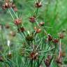 Fotografia 8 da espécie Juncus bulbosus do Jardim Botânico UTAD