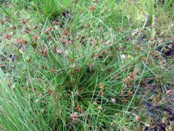 Fotografia da espécie Juncus bulbosus