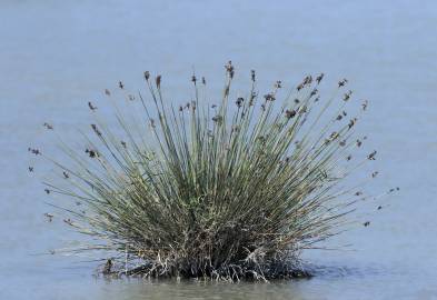 Fotografia da espécie Juncus maritimus