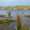 Fotografia 5 da espécie Juncus maritimus do Jardim Botânico UTAD