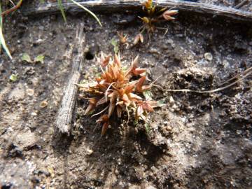 Fotografia da espécie Juncus pygmaeus