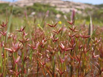 Fotografia da espécie Juncus pygmaeus