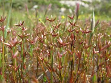 Fotografia da espécie Juncus pygmaeus