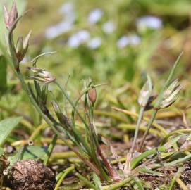 Fotografia da espécie Juncus pygmaeus