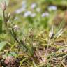 Fotografia 5 da espécie Juncus pygmaeus do Jardim Botânico UTAD