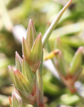 Fotografia 6 da espécie Juncus pygmaeus no Jardim Botânico UTAD