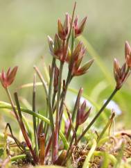 Juncus pygmaeus