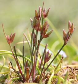 Fotografia da espécie Juncus pygmaeus