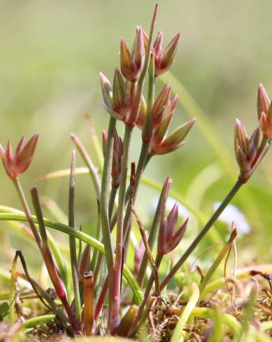 Fotografia de capa Juncus pygmaeus - do Jardim Botânico