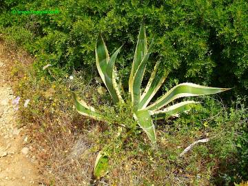 Fotografia da espécie Agave americana subesp. americana