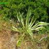 Fotografia 3 da espécie Agave americana subesp. americana do Jardim Botânico UTAD