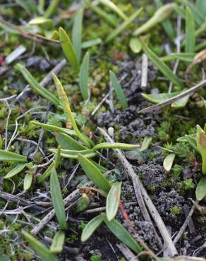 Fotografia 5 da espécie Ophioglossum lusitanicum no Jardim Botânico UTAD