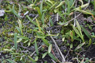 Fotografia da espécie Ophioglossum lusitanicum