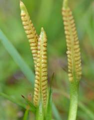 Ophioglossum azoricum