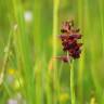 Fotografia 3 da espécie Anacamptis coriophora do Jardim Botânico UTAD