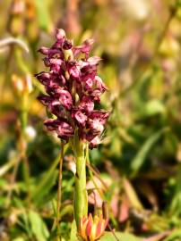 Fotografia da espécie Anacamptis coriophora