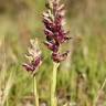 Fotografia 6 da espécie Anacamptis coriophora do Jardim Botânico UTAD