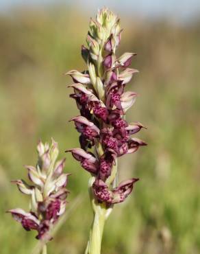 Fotografia 1 da espécie Anacamptis coriophora no Jardim Botânico UTAD