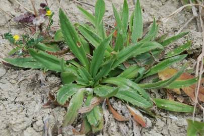 Fotografia da espécie Plantago serraria