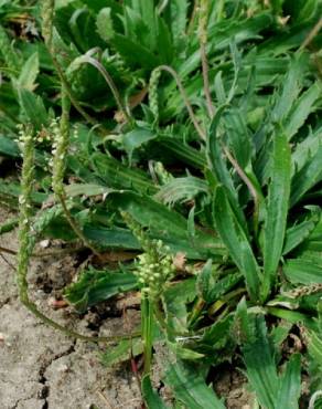 Fotografia 4 da espécie Plantago serraria no Jardim Botânico UTAD