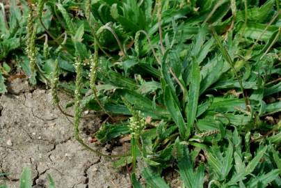 Fotografia da espécie Plantago serraria