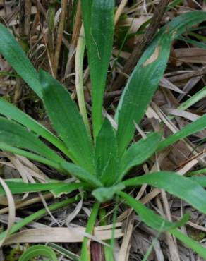 Fotografia 5 da espécie Plantago serraria no Jardim Botânico UTAD