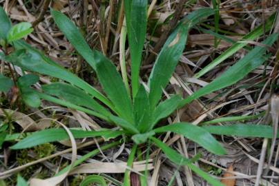 Fotografia da espécie Plantago serraria