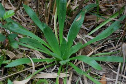 Fotografia da espécie Plantago serraria