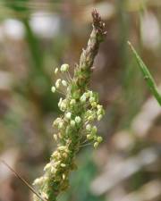 Fotografia da espécie Plantago serraria