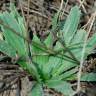 Fotografia 6 da espécie Plantago serraria do Jardim Botânico UTAD