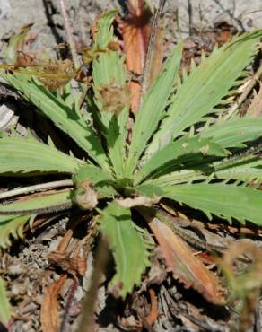 Fotografia 7 da espécie Plantago serraria no Jardim Botânico UTAD