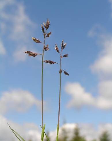 Fotografia de capa Poa supina - do Jardim Botânico