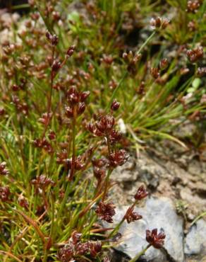 Fotografia 11 da espécie Juncus bulbosus no Jardim Botânico UTAD