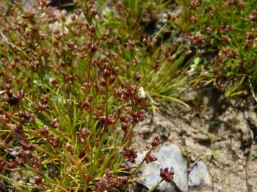 Fotografia da espécie Juncus bulbosus