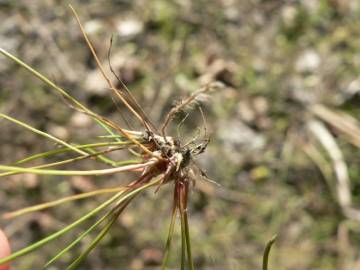 Fotografia da espécie Juncus bulbosus